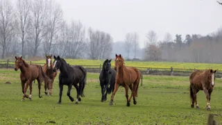 Vlaanderen telt naar schatting zo’n 200.000 paarden