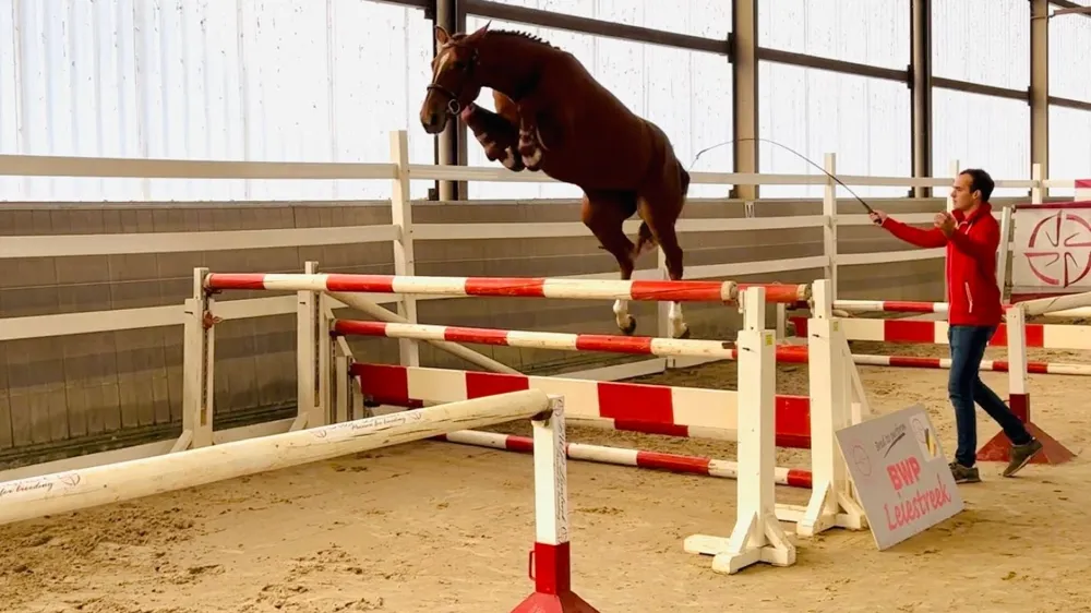 Waregem decor voor sterk vrijspringtalent van Belgische fokkers