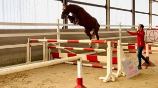 Waregem decor voor sterk vrijspringtalent van Belgische fokkers