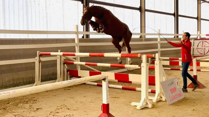 Waregem decor voor sterk vrijspringtalent van Belgische fokkers