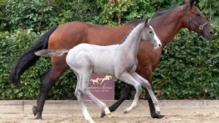 Boleybawn Titan (Dominator 2000 Z x Crown Z), volle broer van Boleybawn Alvaro, bracht 40.000 euro op en blijft in Ierland.