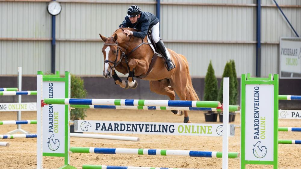 Les champions de saut d'obstacles de demain : Paardenveilingonline vend aux enchères des chevaux de 3 à 6 ans prometteurs !