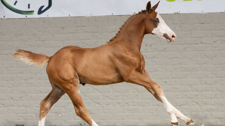 La première vente aux enchères de poulains de l'année organisée par Paardenveiling online a de nouveau été un grand succès.