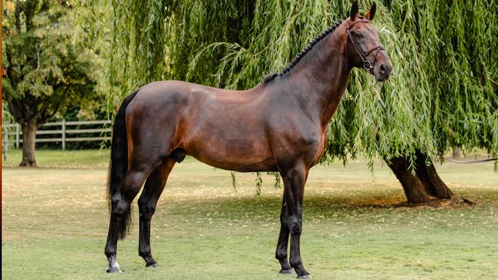 « Vannan (Diamant de Semilly x Kannan*GFE) est un cheval exceptionnel, qui réussit tout autant sur les plans sportif que reproducteur », Vincent Caumartin