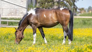 Et si votre cheval était concerné par l’asthme équin ?