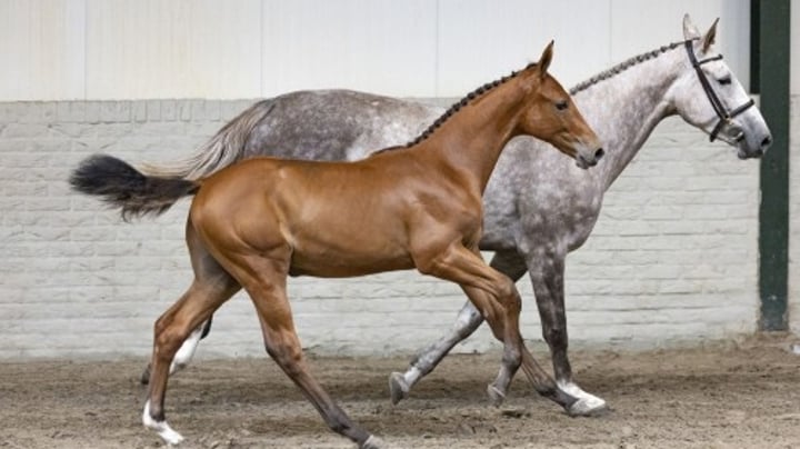 Paardenveilingonline.com poursuit sa vente aux enchères de poulains et embryons dès le 19 juillet ! 