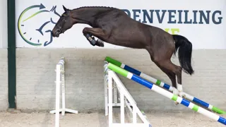 Veilingtopper Roli Coeur Field