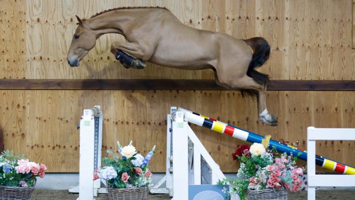 Nouvelle vente aux enchères pour Horse Auction Belgium au Sentower Park