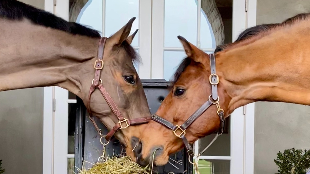 Les purificateurs de foin (Haygain et Nuveq) à l’honneur chez À cheval