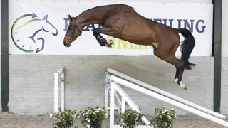 De veiling is geopend!