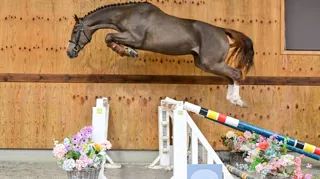 Uw volgende topsportpaard vindt u hier!