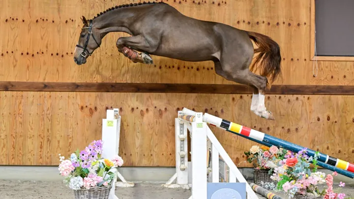 Uw volgende topsportpaard vindt u hier!