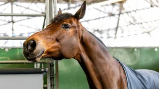 "Le cheval, lui, ne peut pas prendre la parole. Alors lorsqu’il devient nécessaire de parler pour lui, peut-être que notre silence n’est plus tout à fait une neutralité."