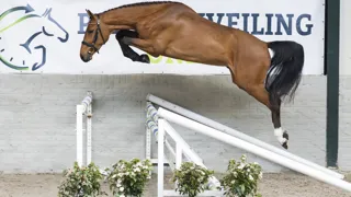 Troublemaker (Camargo x Catoki) was de topper van de veiling