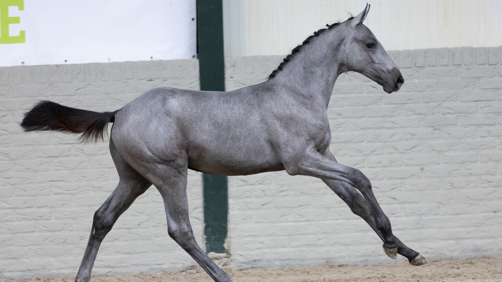 Puissance, technique et vitesse : des lignées uniques dans la dernière collection de poulains Paardenveiling