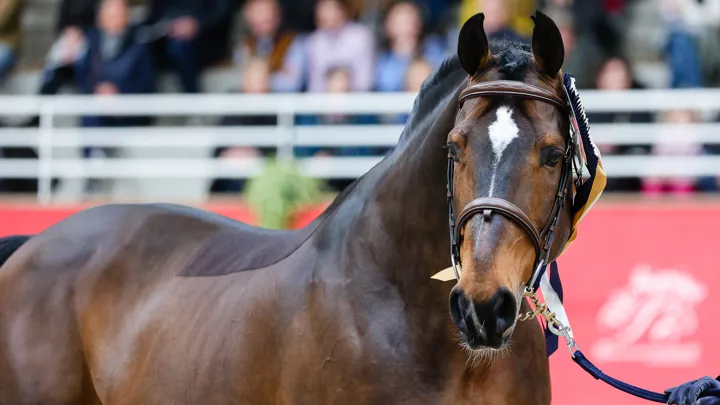 Comme l’an passé, le charismatique Coquin de Coquerie, alias Hello Vincent, sera là pour faire le show à Saint-Lô.
