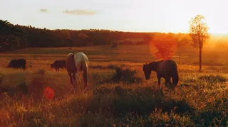 À l'automne, la vétérinaire Natacha Duquesnoy-Frankinet conseille de sécuriser le fourrage et de soutenir les chevaux fragiles avec des compléments adaptés.