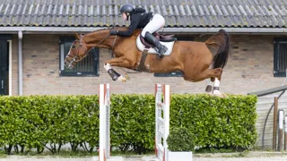 Met 50.000 euro de eerste veilingtopper van de Easter Edition: Andiamo Fee Z (Andiamo Semilly x I’m Special de Muze).