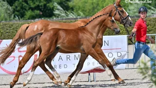 D'As Uniek D won de reeks voor mannelijke springveulens