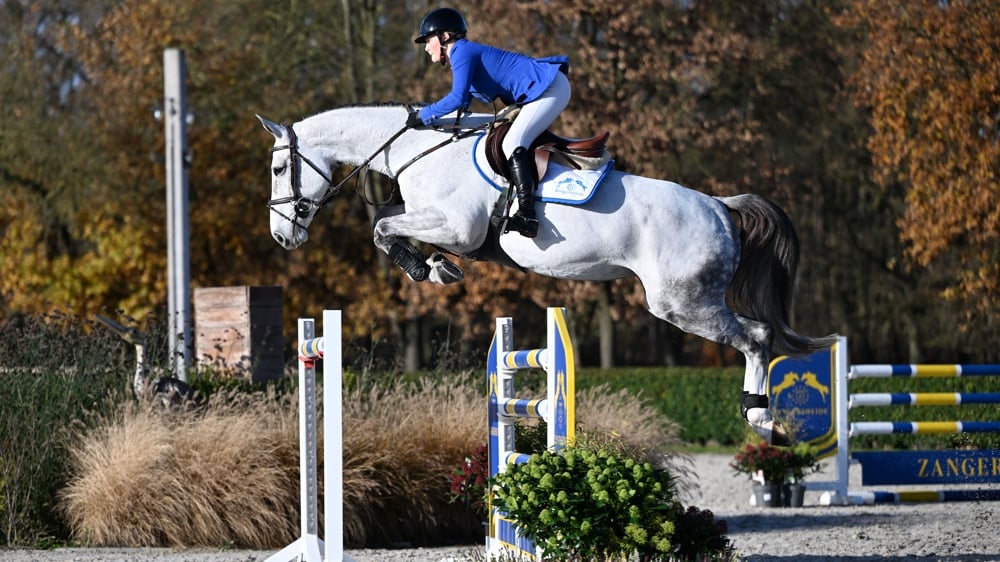 Zangersheide clôture la saison des fêtes en beauté, en présentant une magnifique collection de futurs stars du saut d'obstacles !