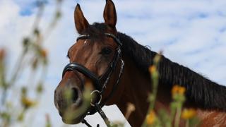 Protéger les voies respiratoires de votre cheval au printemps 