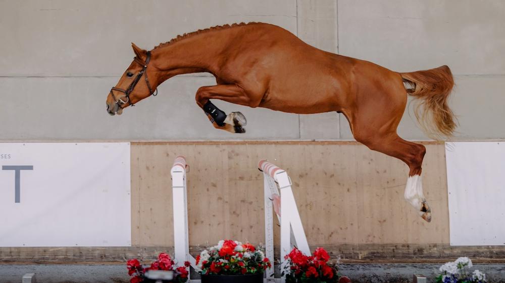 La collection de printemps d'Equest Auction : des jeunes chevaux de trois ans aux chevaux expérimentés de saut d’obstacles