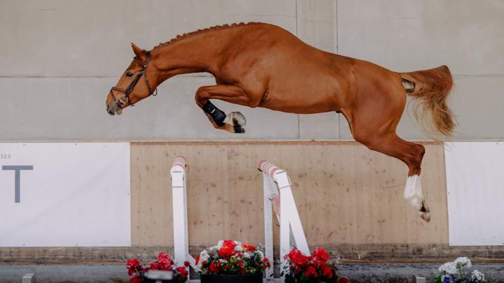 La collection de printemps d'Equest Auction : des jeunes chevaux de trois ans aux chevaux expérimentés de saut d’obstacles