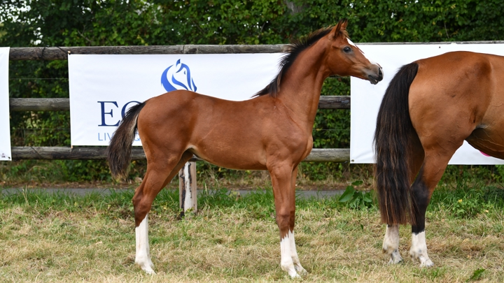 Le prestigieux Haras Des Flagues s'apprête à organiser deux ventes aux enchères en septembre 