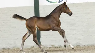 De absolute ster van de avond was Verona (Catoki x Echo van ’t Spieveld) die voor €16.500 onder de virtuele hamer ging