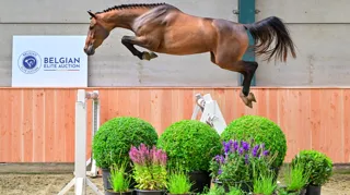 Heeft u zelf een interessant paard op stal? 