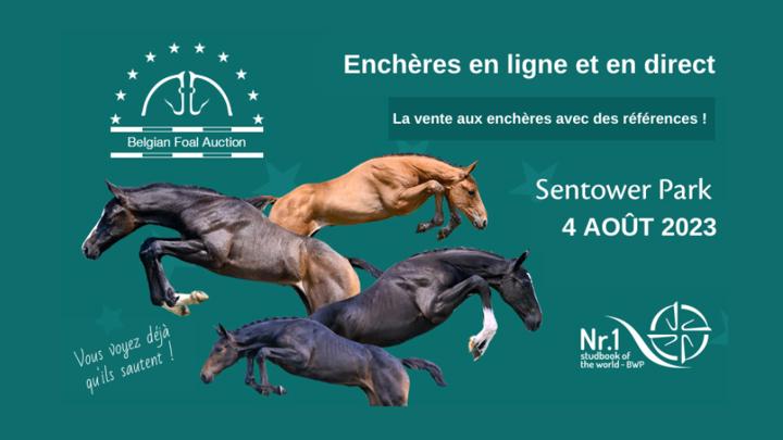 Belgian Foal Auction : enchère physique et en ligne le 4 août à Sentower Park, en Belgique