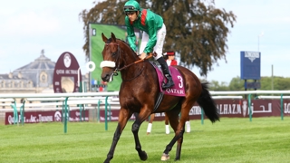 Ici sous la selle de la star Christophe Soumillon, Zarak, jeune vedette de l’élevage français né pour le compte de l’Aga Khan IV, est l’étalon de sa génération présentant les meilleures statistiques en Europe. Son prix de saillie a été multiplié par sept en quatre ans.