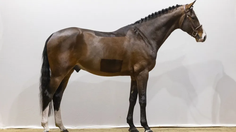 De vierjarige Zangersheide hengst Discovery KD (Dominator 2000 Z) werd voor 45.000 euro verkocht naar Zuid-Afrika.