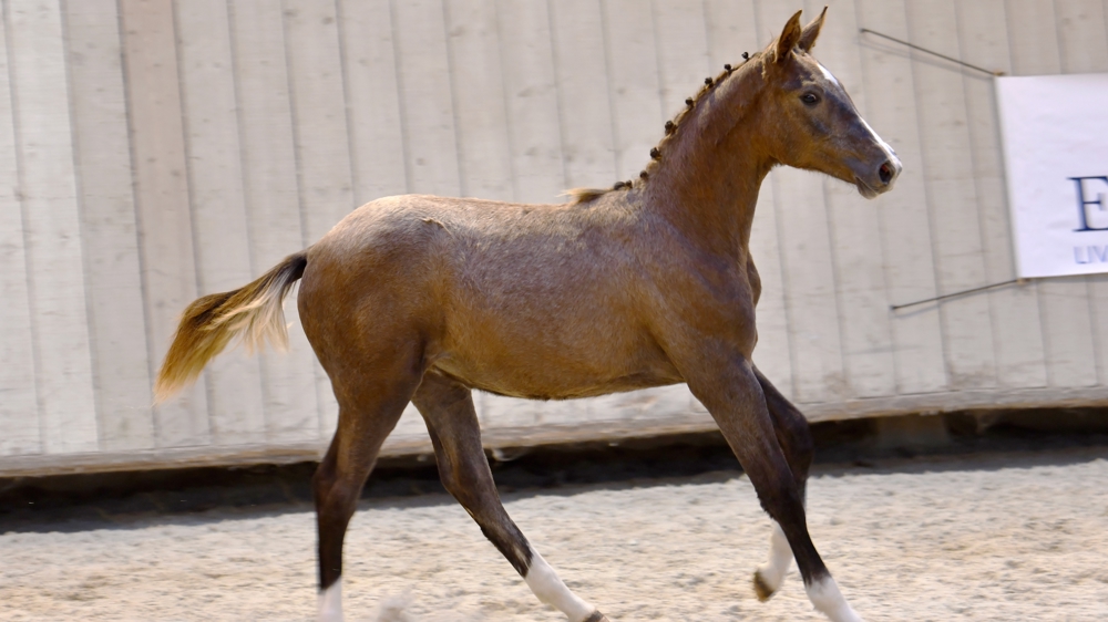 Vente aux enchères exclusive du Haras du Reverdy 