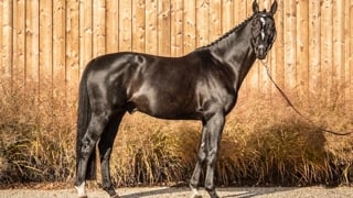 Darkhorse Brimbelles