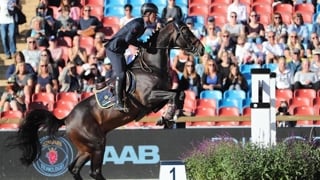 Ancien performeur international sous la selle de l'Italien Luca Marziani, Tokyo du Soleil, ici aux championnats d'Europe Longines de Göteberg, est récemment revenu en France pour être consacré à l'élevage. 