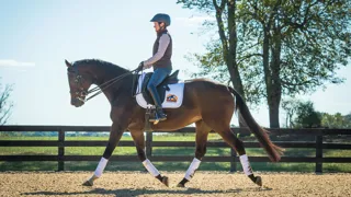 Cavalor dévoile Optrimal X, un programme qui ajuste précisément l'alimentation des chevaux de sport selon leurs besoins digestifs, énergétiques et nutritionnels réels.