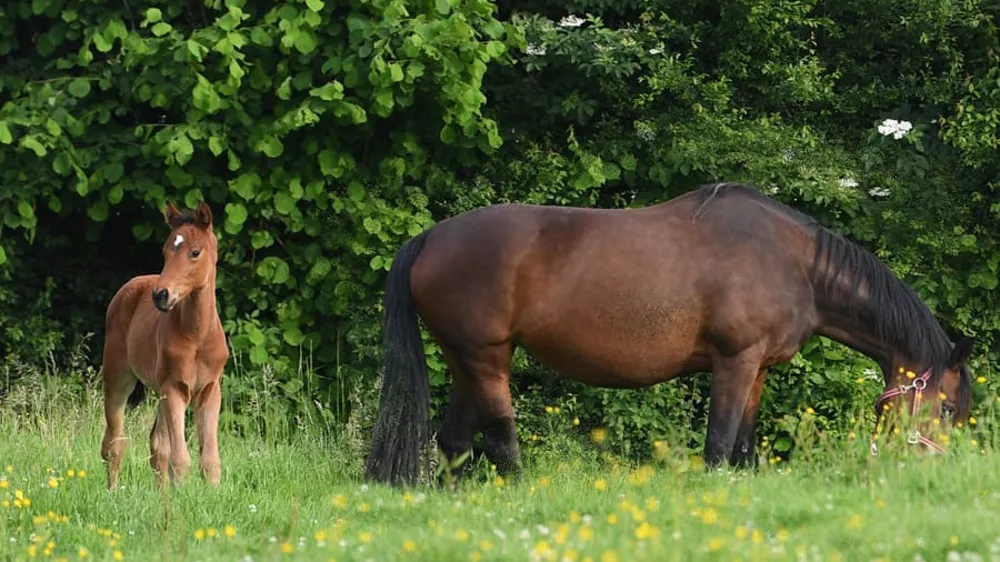 Avant même de naître, un poulain coûte cher. Si le marché des foals reste une niche pour les futurs reproducteurs, les éleveurs doivent souvent se séparer relativement jeunes de leurs poulains, la formation de ces derniers engendrant de nouveaux frais conséquents. 