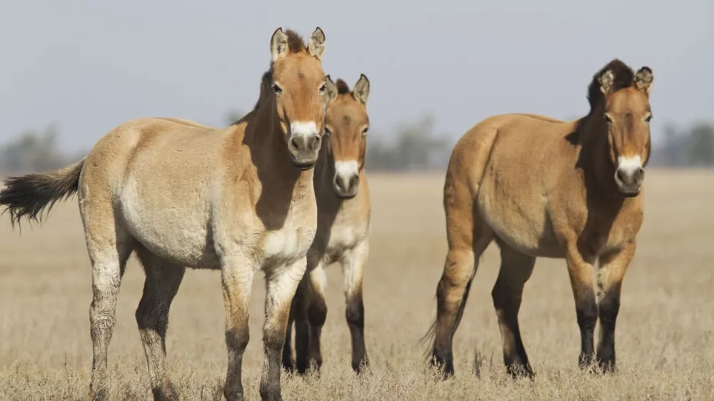 Depuis de nombreuses années, Hélène Roche étudie et observe le comportement des chevaux de Przewalski de l’association Takh