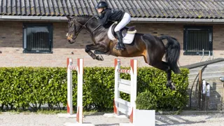 De twaalfjarige L’Alize Z (L’Arc de Triomphe) werd voor 98.000 euro verkocht naar de Verenigde Staten