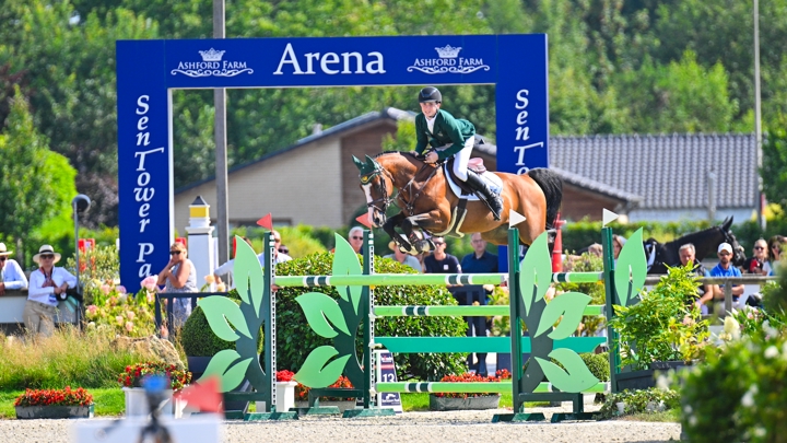 Le fabuleux étalon Double Pleasure, sacré champion d'Europe Poneys l'été dernier à onze ans avec l'Irlandais Jack Kent, est un cheval du stud-book irlandais Breeders Elite Studbook for Irish & European Sporthorses