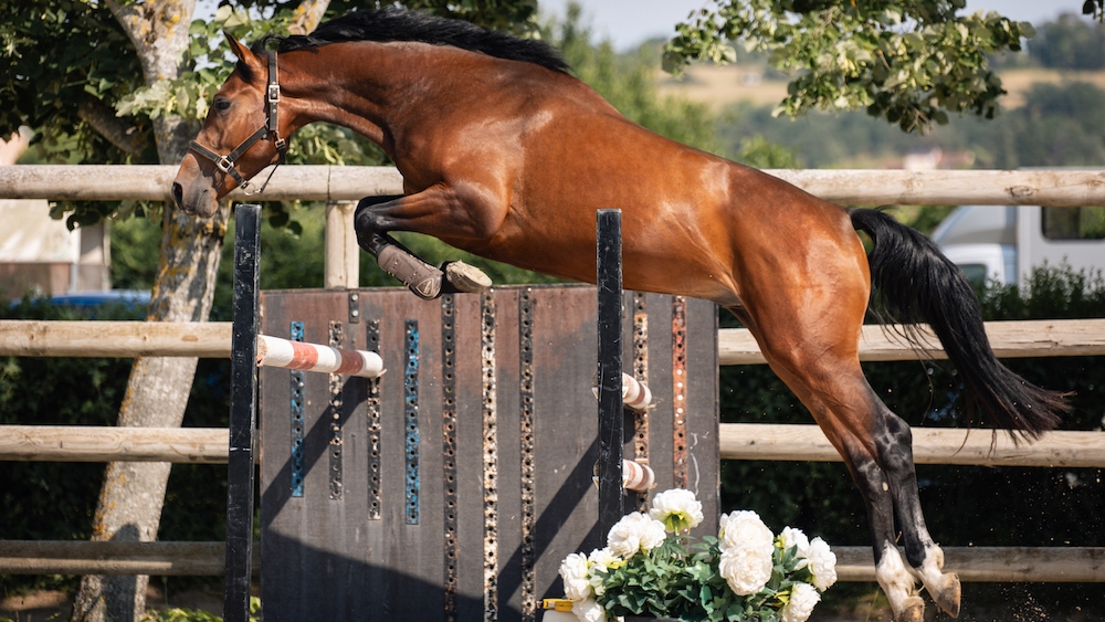Une première édition de ventes lors du CSI4* de Courlans pour la maison de ventes aux enchères Pierre Bergé et Associés !