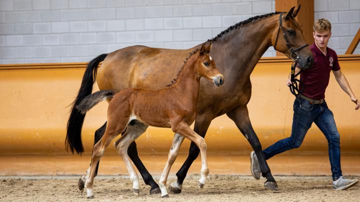La Limburg Foal Auction sélectionne les futurs talents d'une solide zone d'élevage