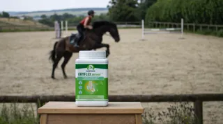 Maladie articulaire progressive, l’arthrose affecte plus d’un cheval sur deux après 15 ans. Être attentif aux premiers signes, c’est préserver son confort au quotidien.