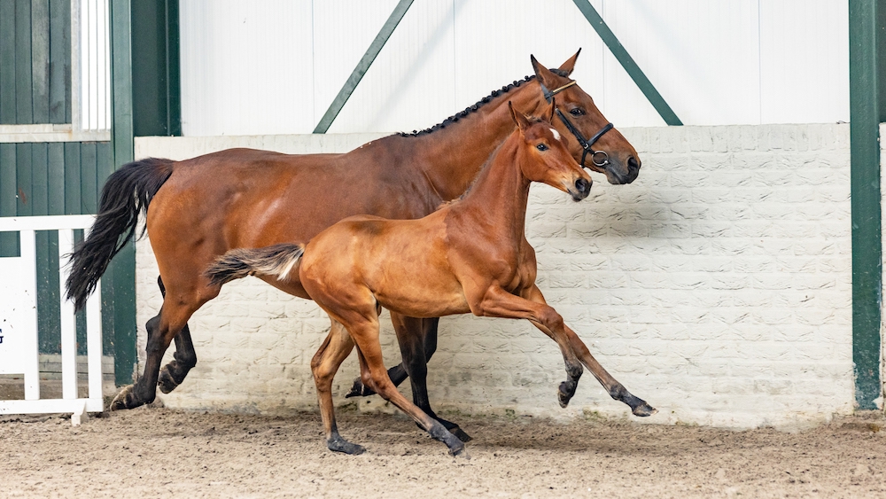 Retrouvez les sangs de Zirocco Blue, Darry Lou, ou encore I’m Special de Muze dans la nouvelle vente aux enchères Paardenveilingonline