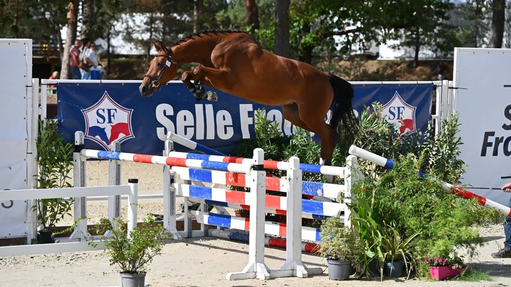 La Selle Français Originel Nuit d'Ivraie a fait sensation au saut en liberté.