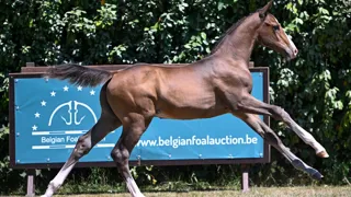 Coeckidoo Blue van de Blinkhoeve 