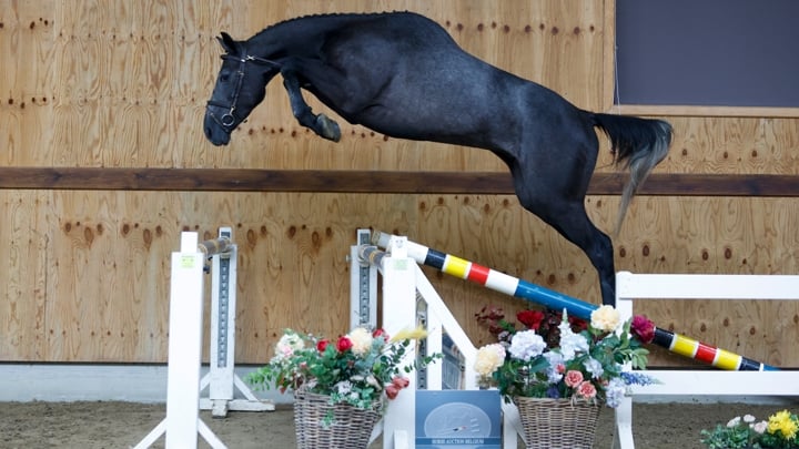 Nouvelle vente aux enchères organisée par Horse Auction Belgium au Sentower Park !