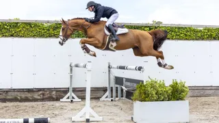 De vierjarige hengst A Colourful One Z (Aganix du Seigneur x Argentinus) werd voor 30.000 euro verkocht aan kopers uit het Verenigd Koninkrijk.