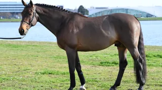 Auteur d’une brillante carrière sous la selle de Patrice Delaveau, Orient Express*HDC a donné une production confidentielle mais prometteuse.